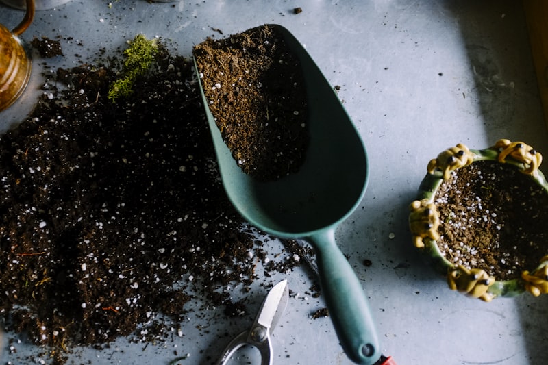 Roos bloeit op in de moestuin